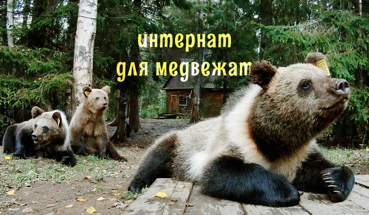 Как медвежата-сироты проходят реабилитацию и получают шанс на новую жизнь