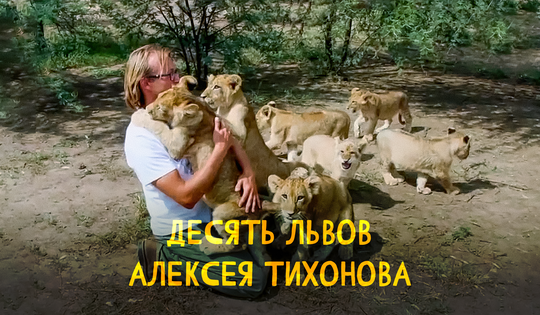 Услышь мой рёв — как биолог Алексей Тихонов спас 10 львов