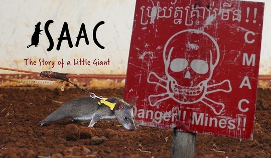 How giant African rats are trained to sniff out landmines in Cambodia 