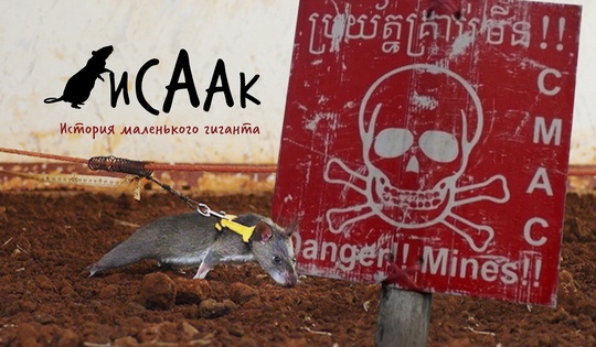 Маленький зверёк, который делает большую работу — ищет мины