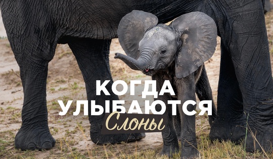 На этой ферме в Зимбабве спасают и растят слонят-сирот 