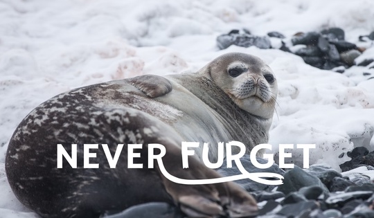 Can harp seals be saved from extinction?