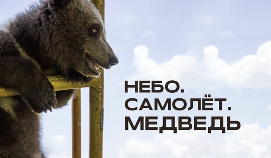 История Мансура — медвежонка, который стал знаменитым 