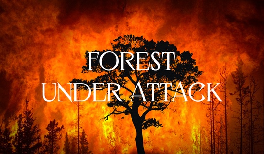 Battling illegal logging and deforestation 