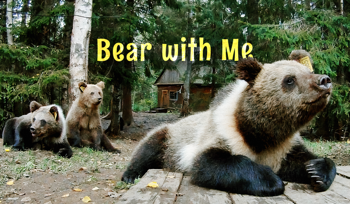 Bear rescue centre saving and rehabilitating orphaned cubs 