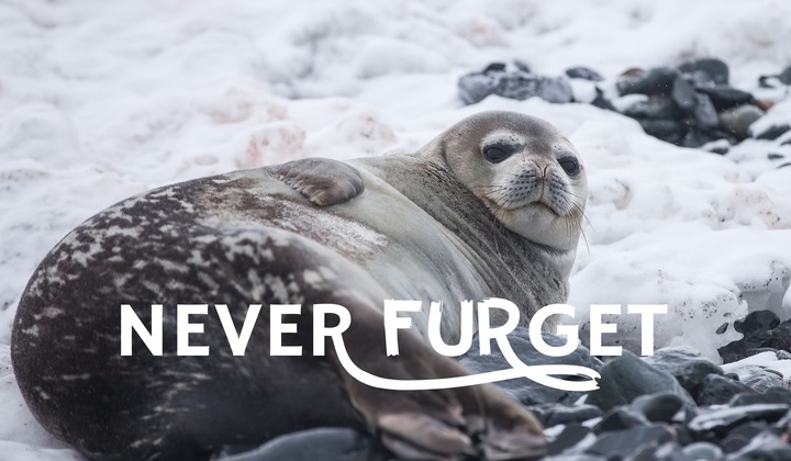 Can harp seals be saved from extinction?
