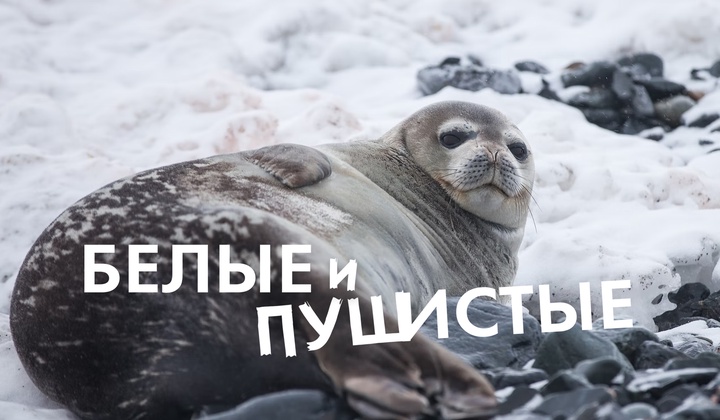 Учёные ищут и спасают бельков на Белом море