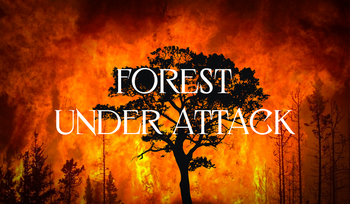 Battling illegal logging and deforestation 