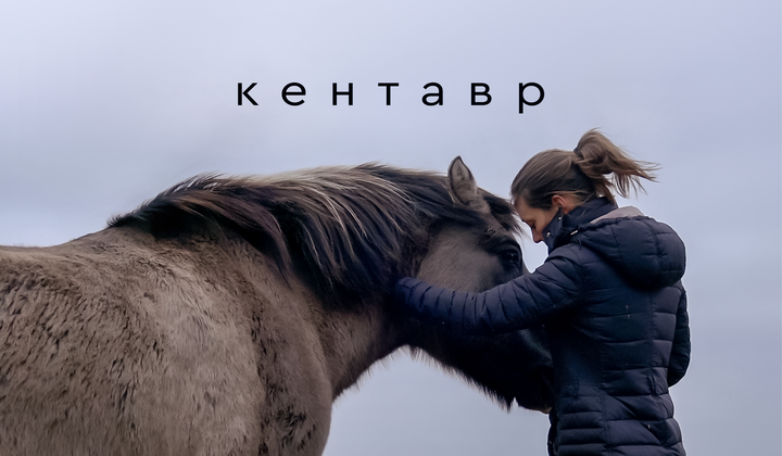 Как метод «кентавр» помогает обучать свободных лошадей 