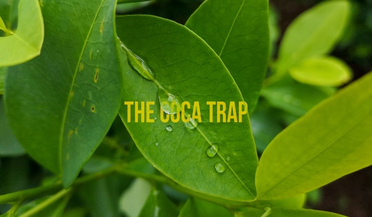 Colombia’s coca growers fight for legal alternative to their trade