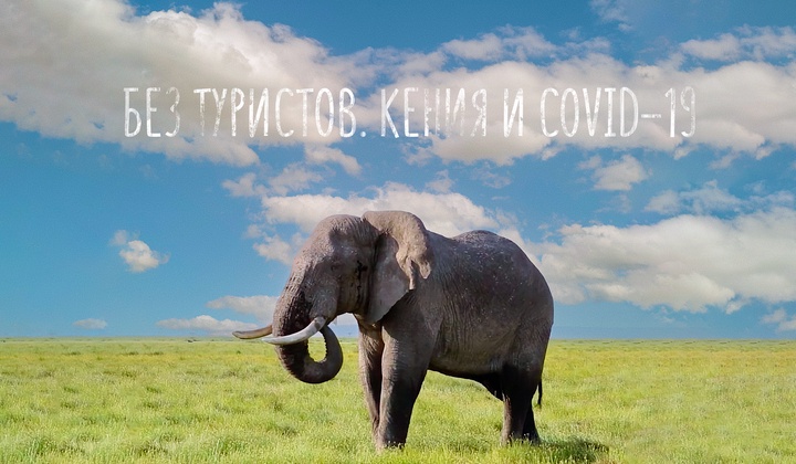 Кения в пандемию: беби-бум у слонов, голод и страх у людей 