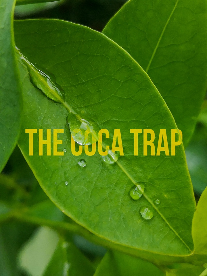 Colombia’s coca growers fight for legal alternative to their trade