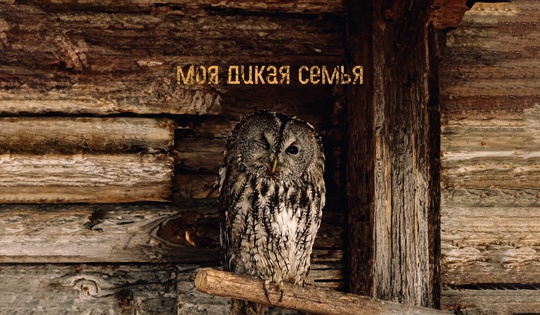 Как в центре «Феникс» выхаживают попавших в беду животных 