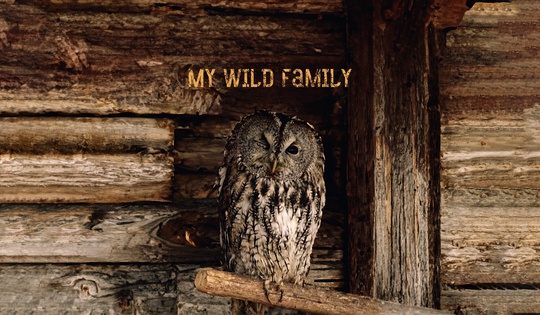 A Russian couple sets up wild animal rehab