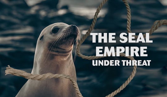 Northern sea lions saved from plastic garbage