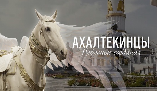 Ахалтекинец для королевы: секреты лучших коневодов Туркменистана