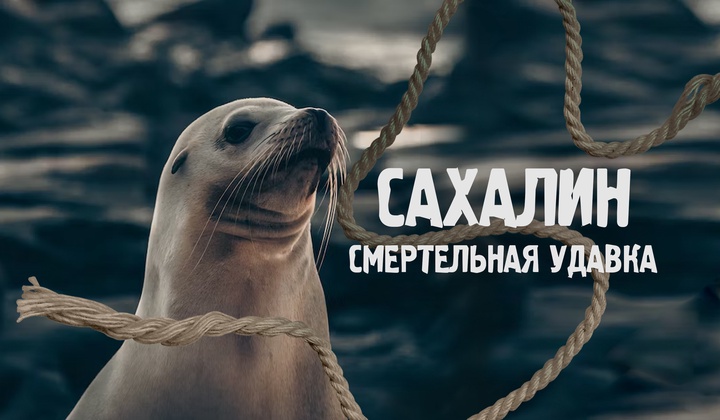 Как бороться с мусором, убивающим целые виды морской фауны