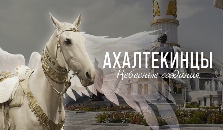 Ахалтекинец для королевы: секреты лучших коневодов Туркменистана