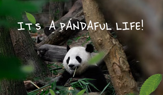 How China is saving the giant panda from extinction