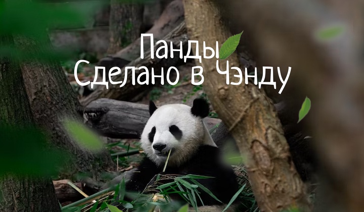 Как в Китае изучают и разводят редких бамбуковых медведей