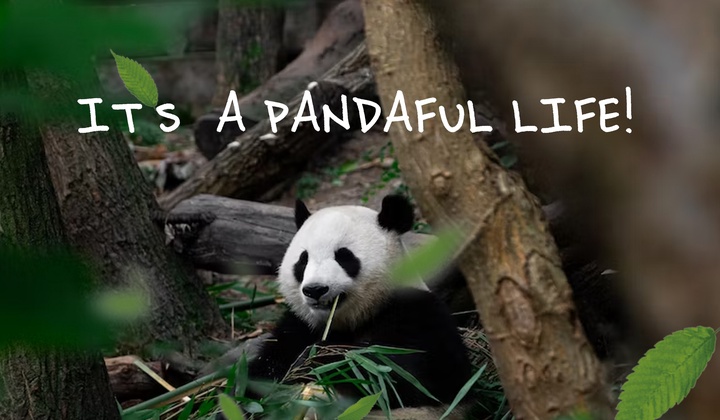 How China is saving the giant panda from extinction