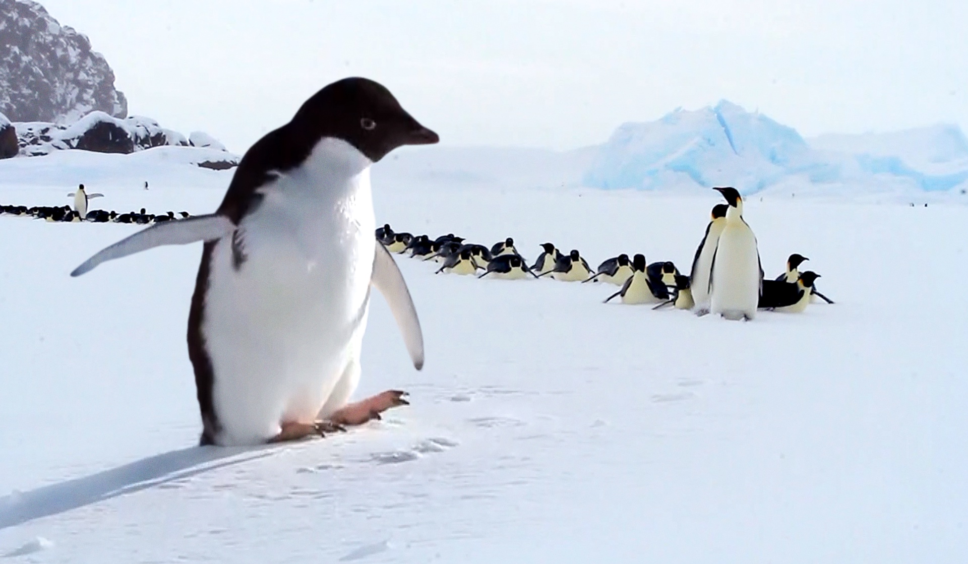 Антарктида: земля мечтателей
