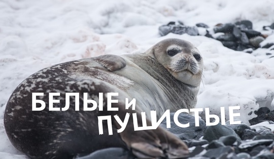 Учёные ищут и спасают бельков на Белом море