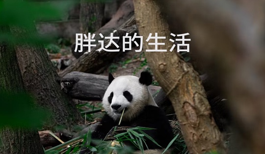 中国如何拯救大熊猫免于灭绝