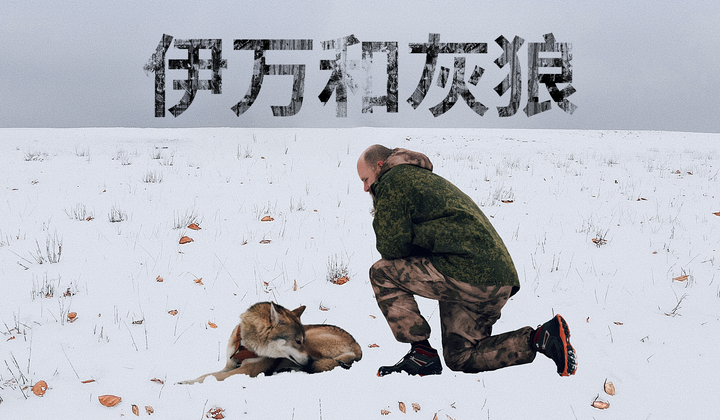 这位俄罗斯人与一只宠物狼生活在一起