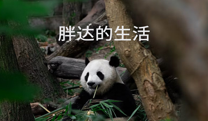 中国如何拯救大熊猫免于灭绝