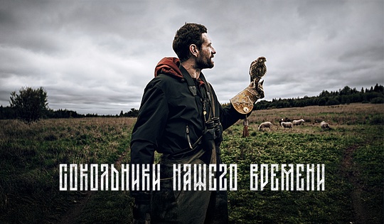 Теряю крылья: как сокольники переживают смерть ловчих птиц