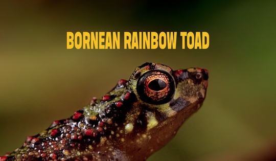 Scientists rediscover Bornean Rainbow Toad presumed extinct for 100 years