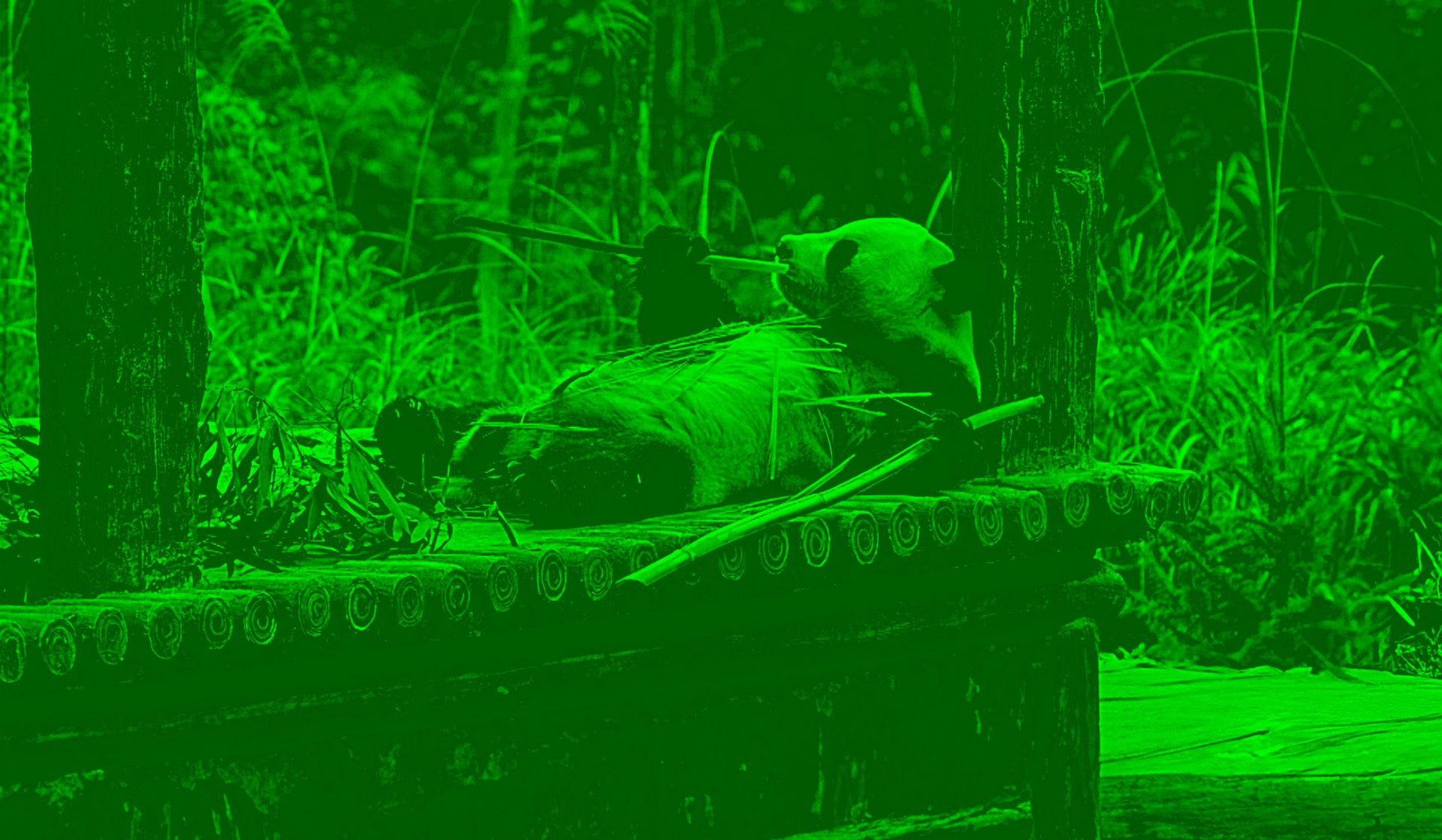 Панда — символ Китая