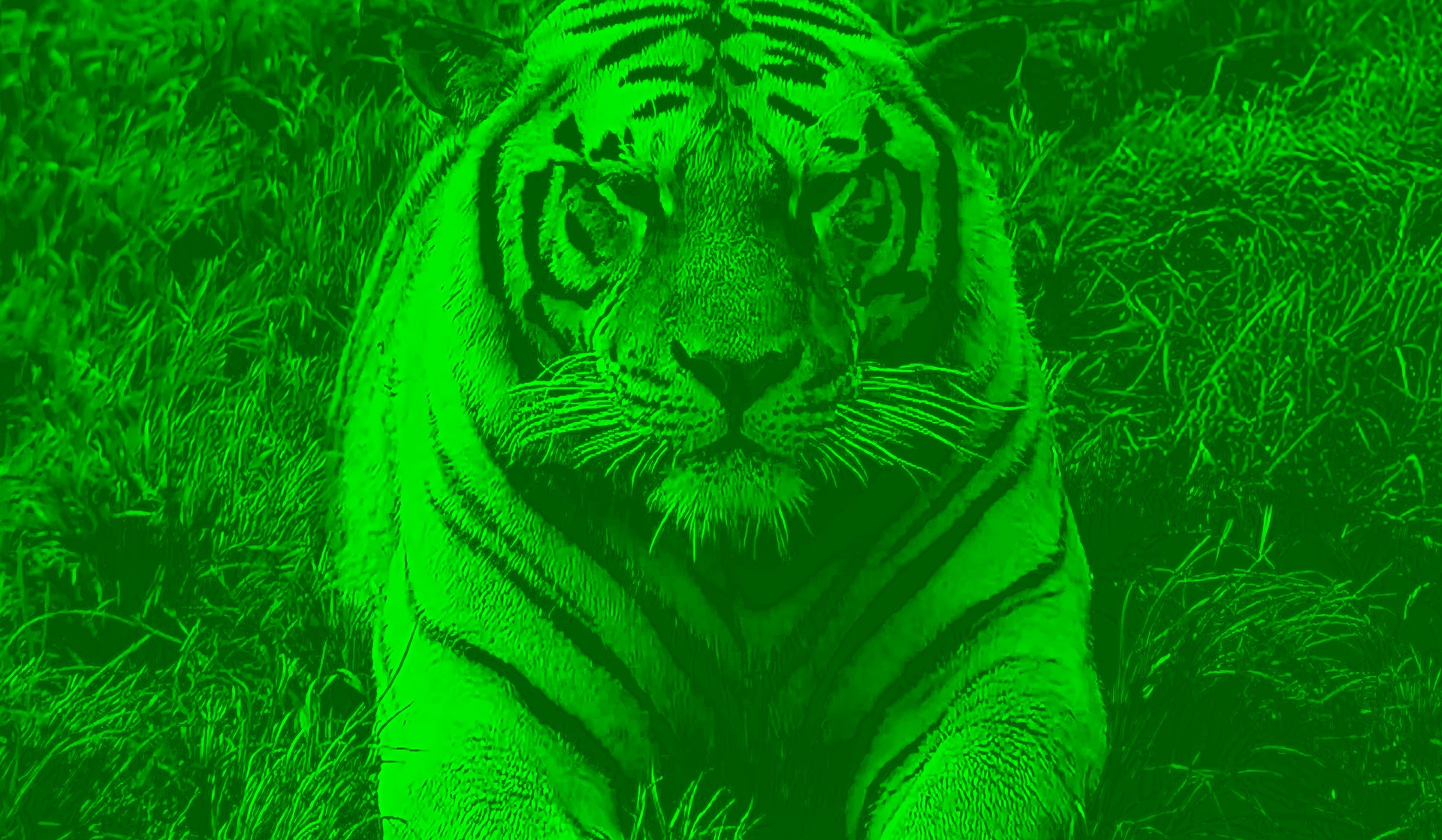 По следам амурского тигра