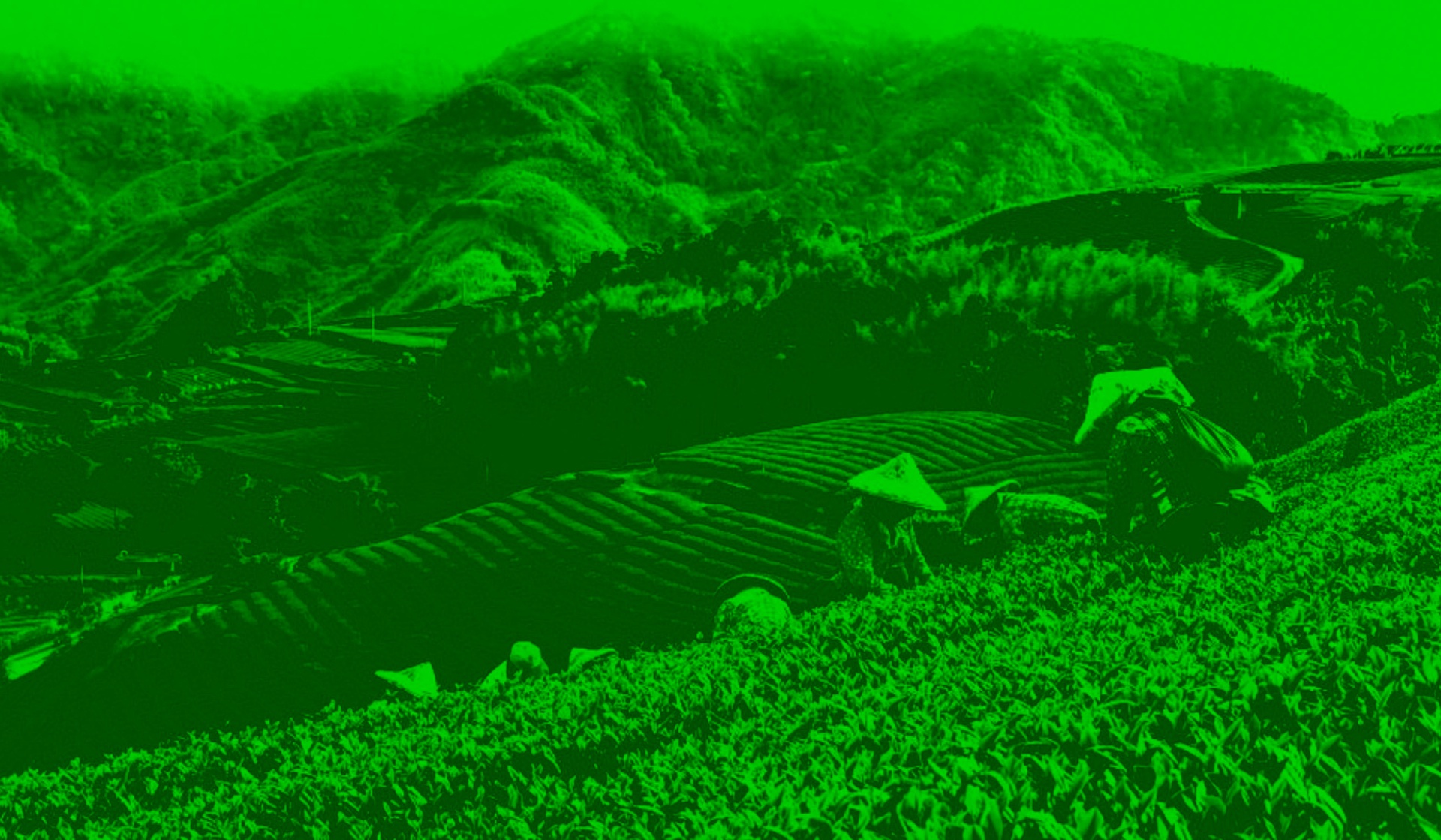 Путешествие по чайному пути