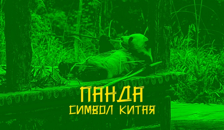 Попытка по-настоящему узнать одну из величайших стран мира 