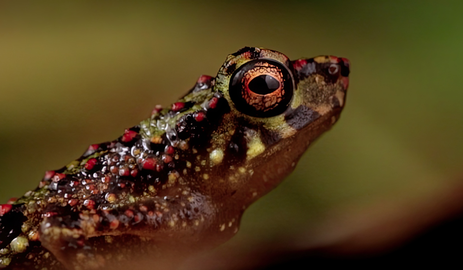 Возвращение радужной жабы