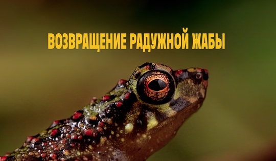 Учёные в Малайзии обнаружили вид жабы, который считался вымершим