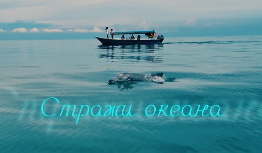 Учёные Малайзии спасают популяцию дельфинов и других морских обитателей