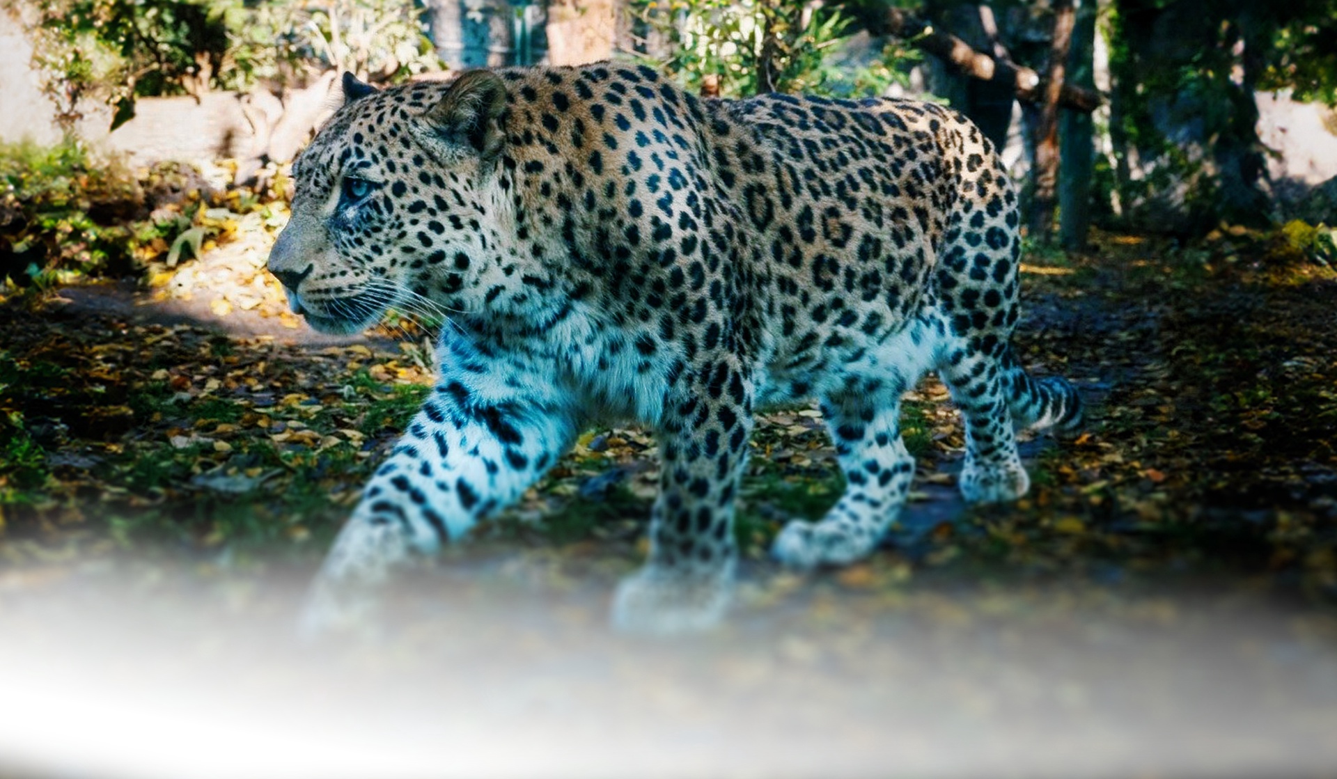 The Return of the Caucasian Leopard