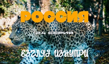 Леопарды Красной Поляны 