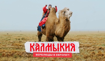 Калмыкия: верблюды в Европе?!