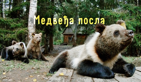 Центар за спасавање и опоравак мечића без мајке